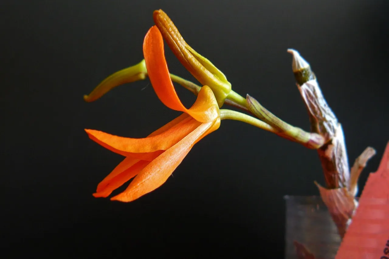 dendrobium dicksonii flower 5.jpg