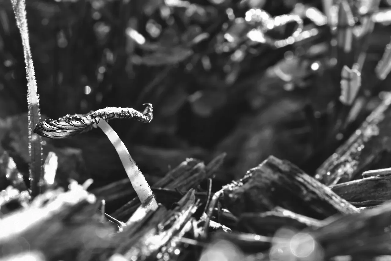 small ink cap bark chips bw 2.jpg