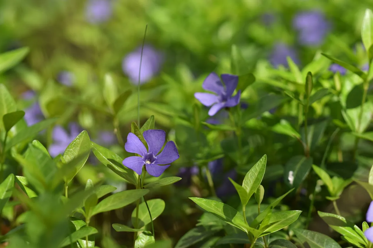 periwinkle orchard 11.jpg