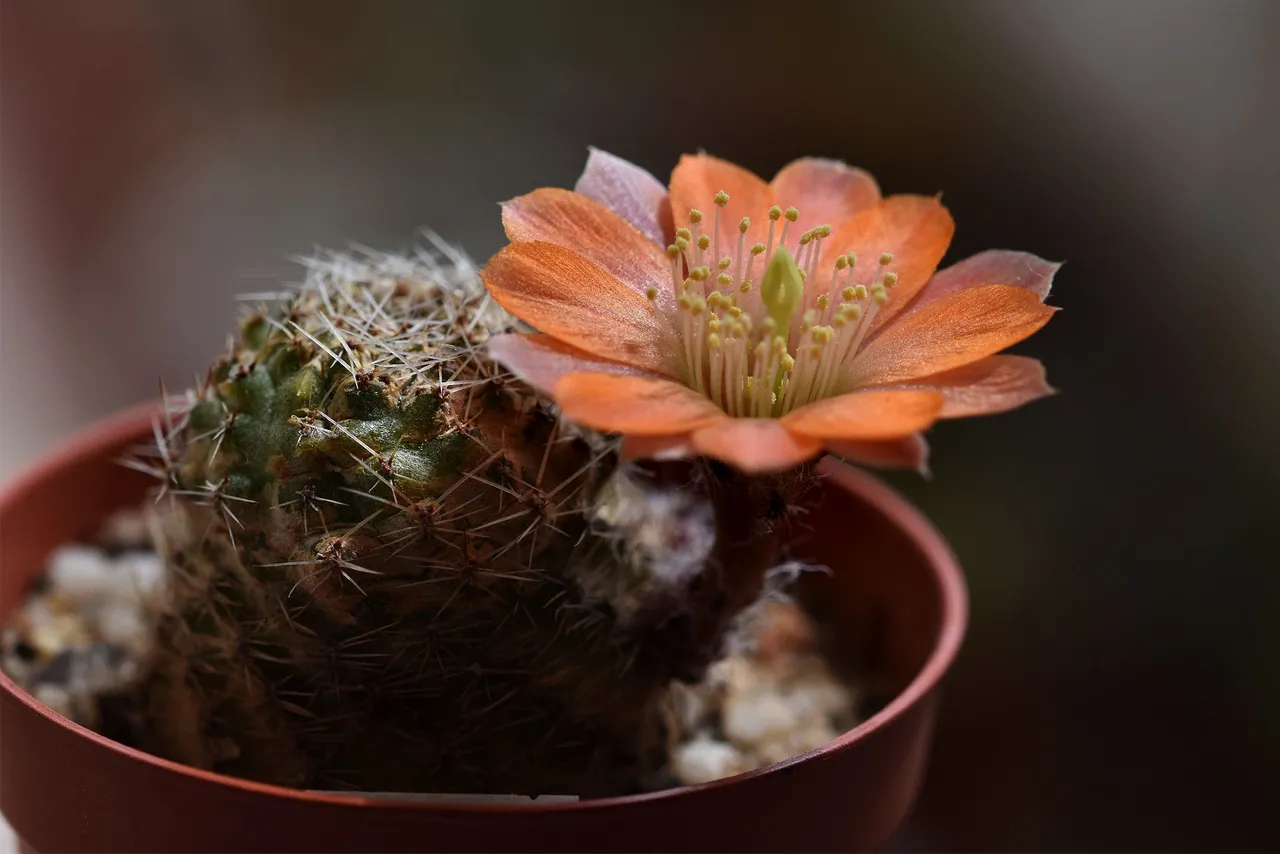 Mediolobivia pygmaea mudanensis flower 2021 2.jpg