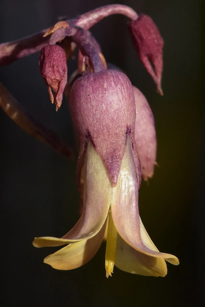 kalanchoe daigremontiana flower macro 1.jpg