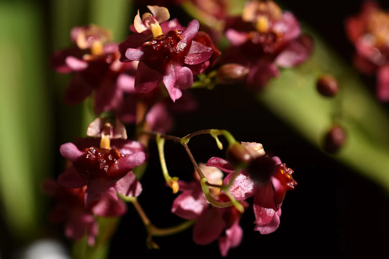 Oncidium Twinkle booms 2023 9.jpg