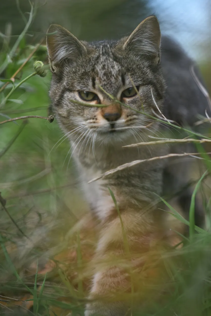 Tabby garden 9.jpg