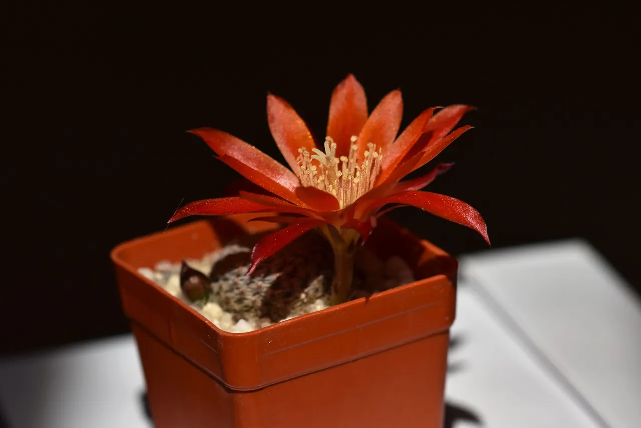 Aylostera heliosa var. condorensis flower 2021 4.jpg