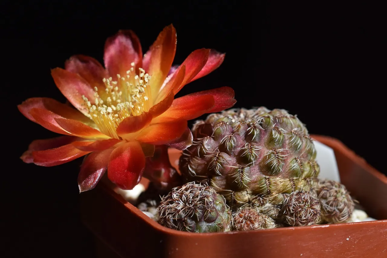 Sulcorebutia Canigueralii 2021 3.jpg