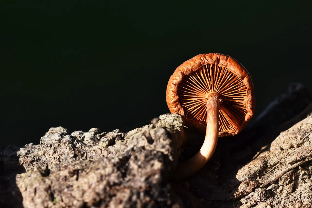 Orange mushroom cork tree 7.jpg