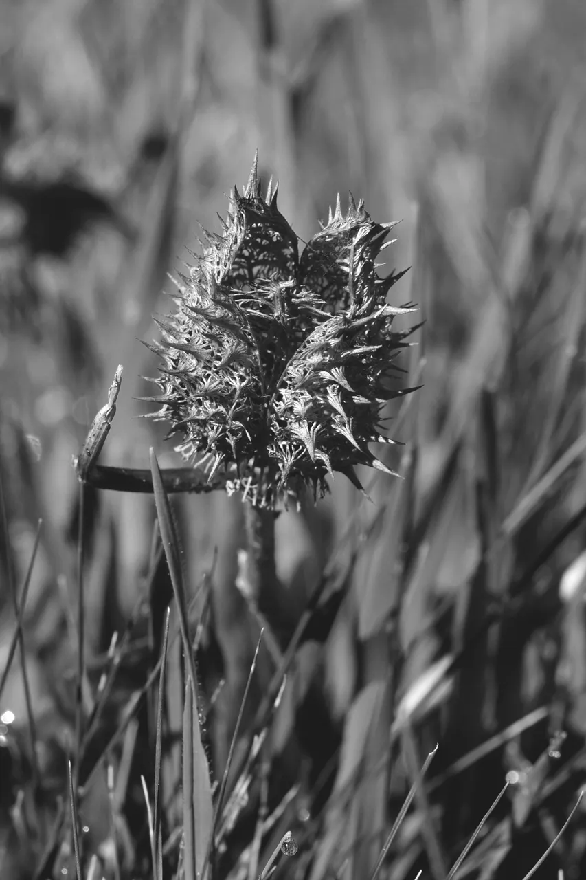 Datura stramonium drystuff bw 3.jpg