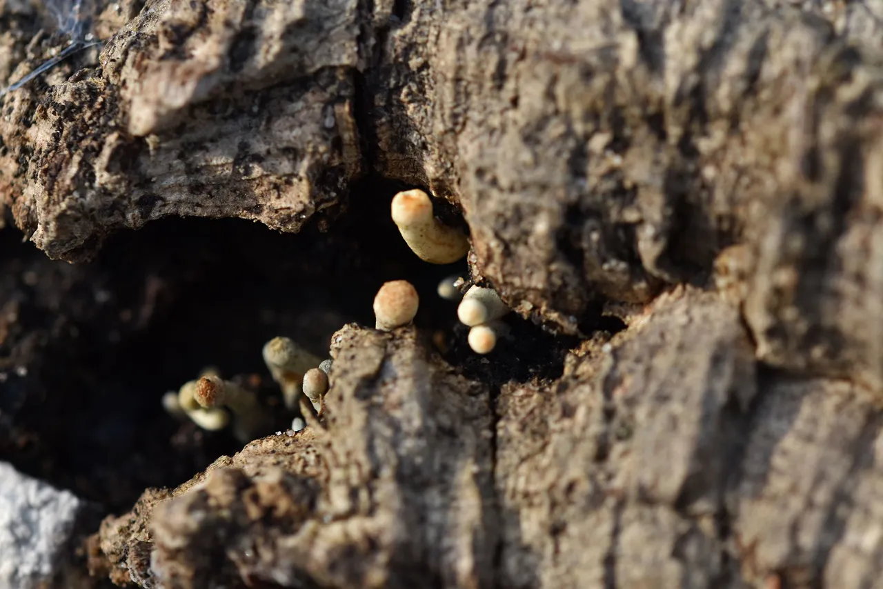 Gymnopilus suberis orange mushrooms pt  9.jpg