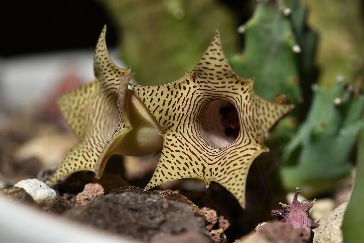 Huernia thuretii flower 2024 6.jpg