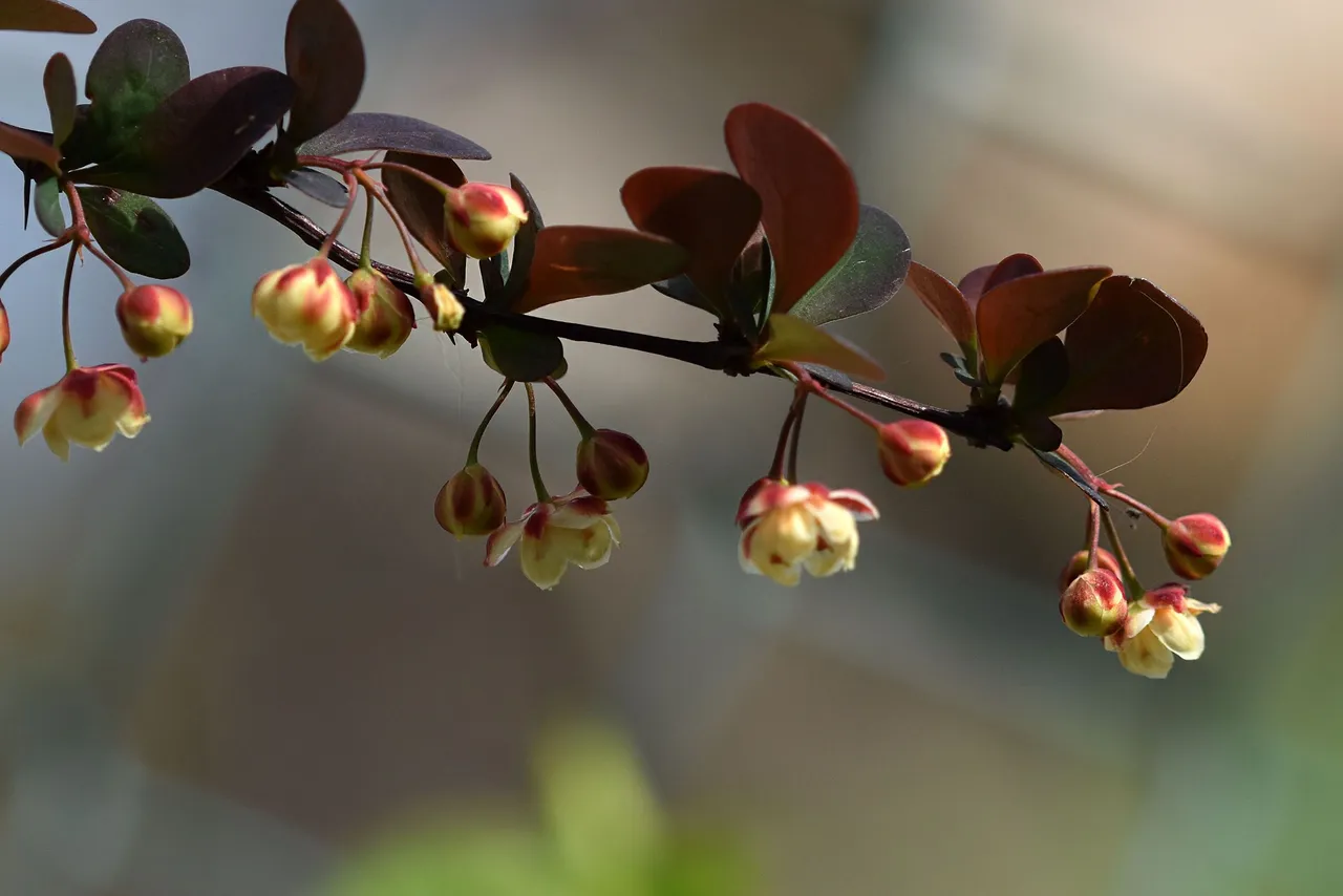 barberry blooms 8.jpg