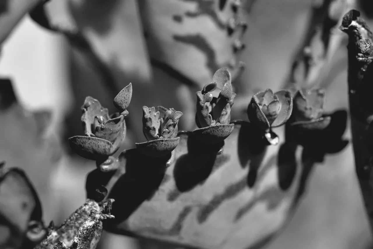 kalanchoe daigremontiana leaves bw 10.jpg