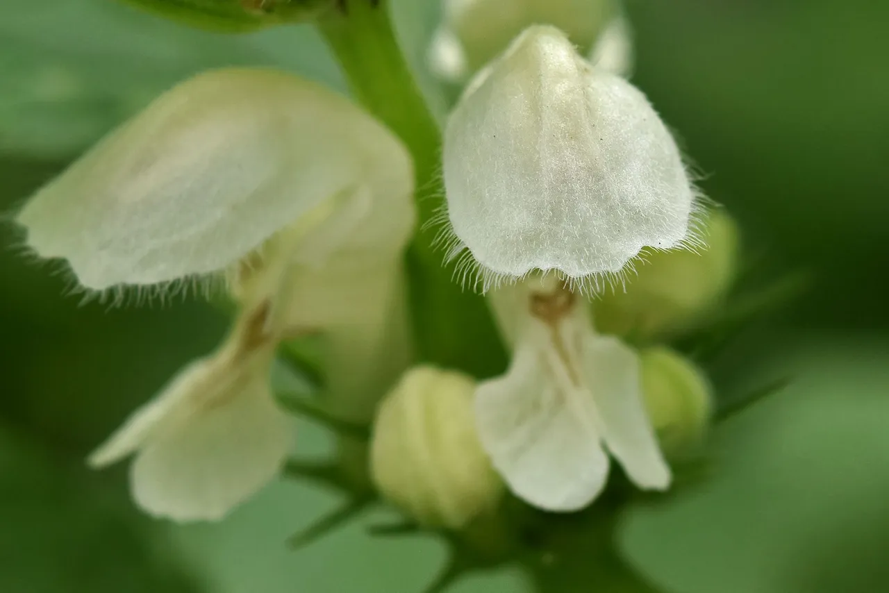 White Dead-Nettle flowers 1.jpg