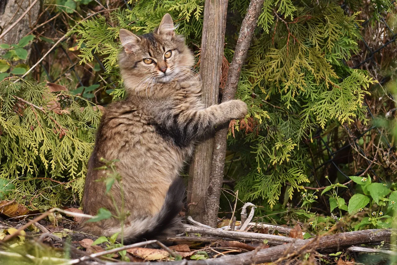 kitty pole 1.jpg
