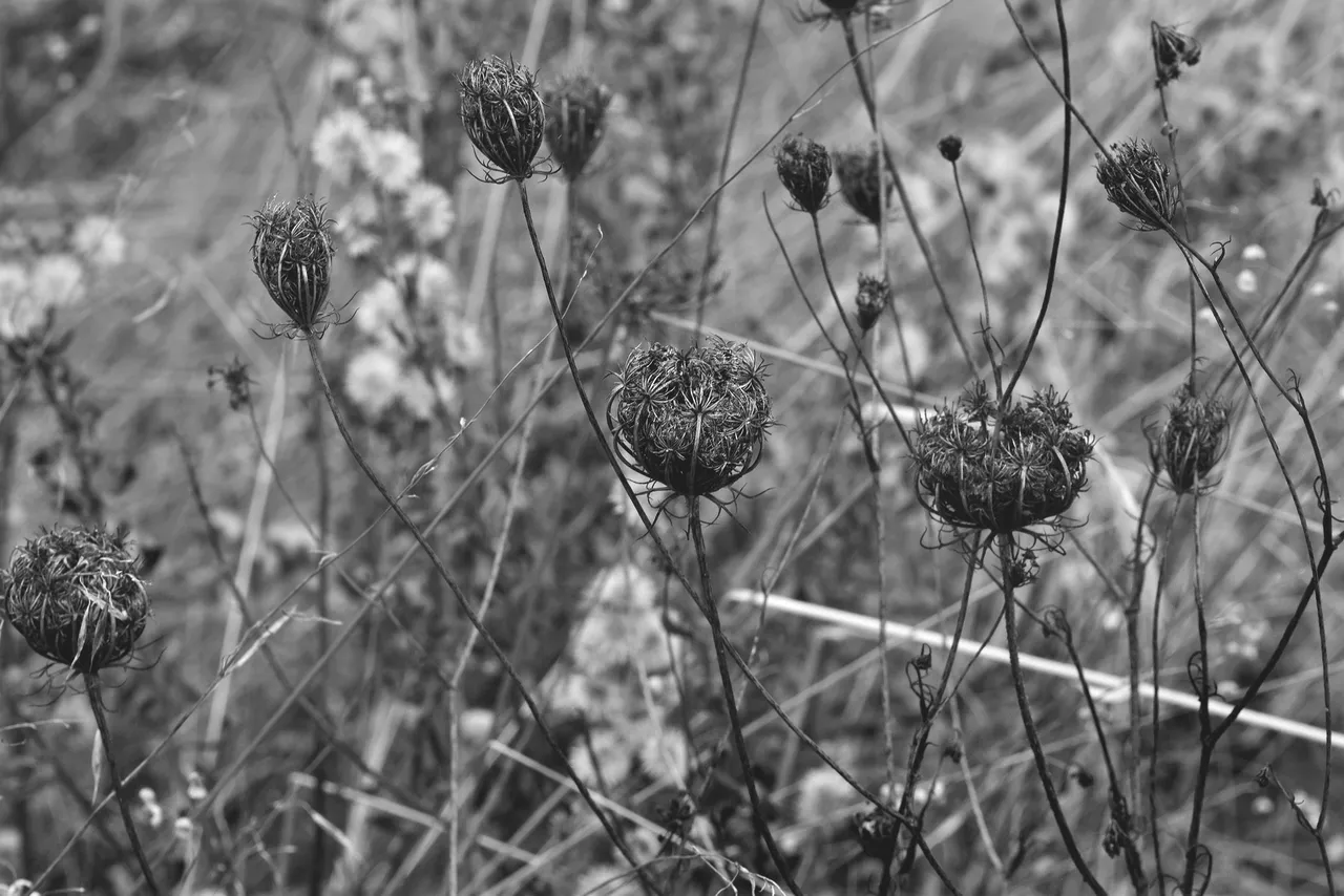 drystuff bw 1.jpg
