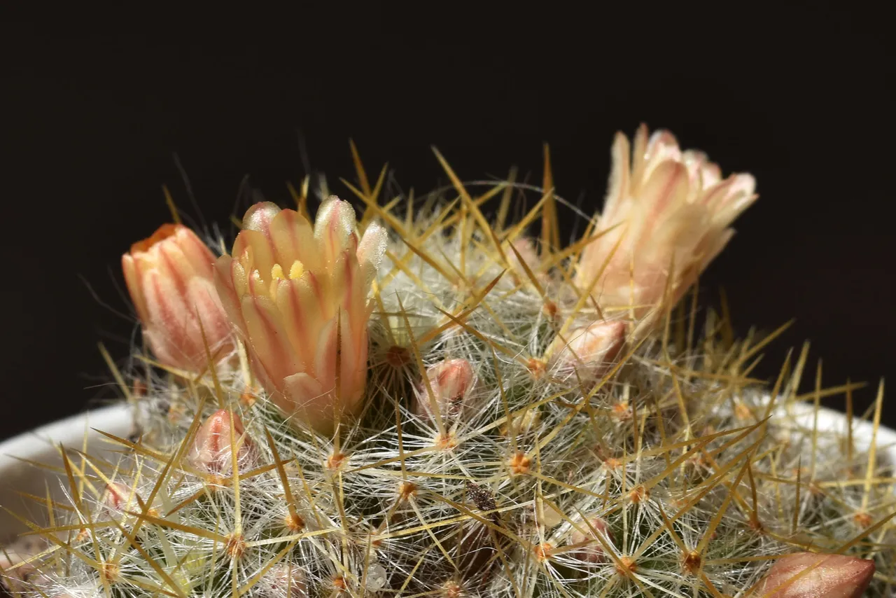 Mammillaria prolifera peach flower 2.jpg