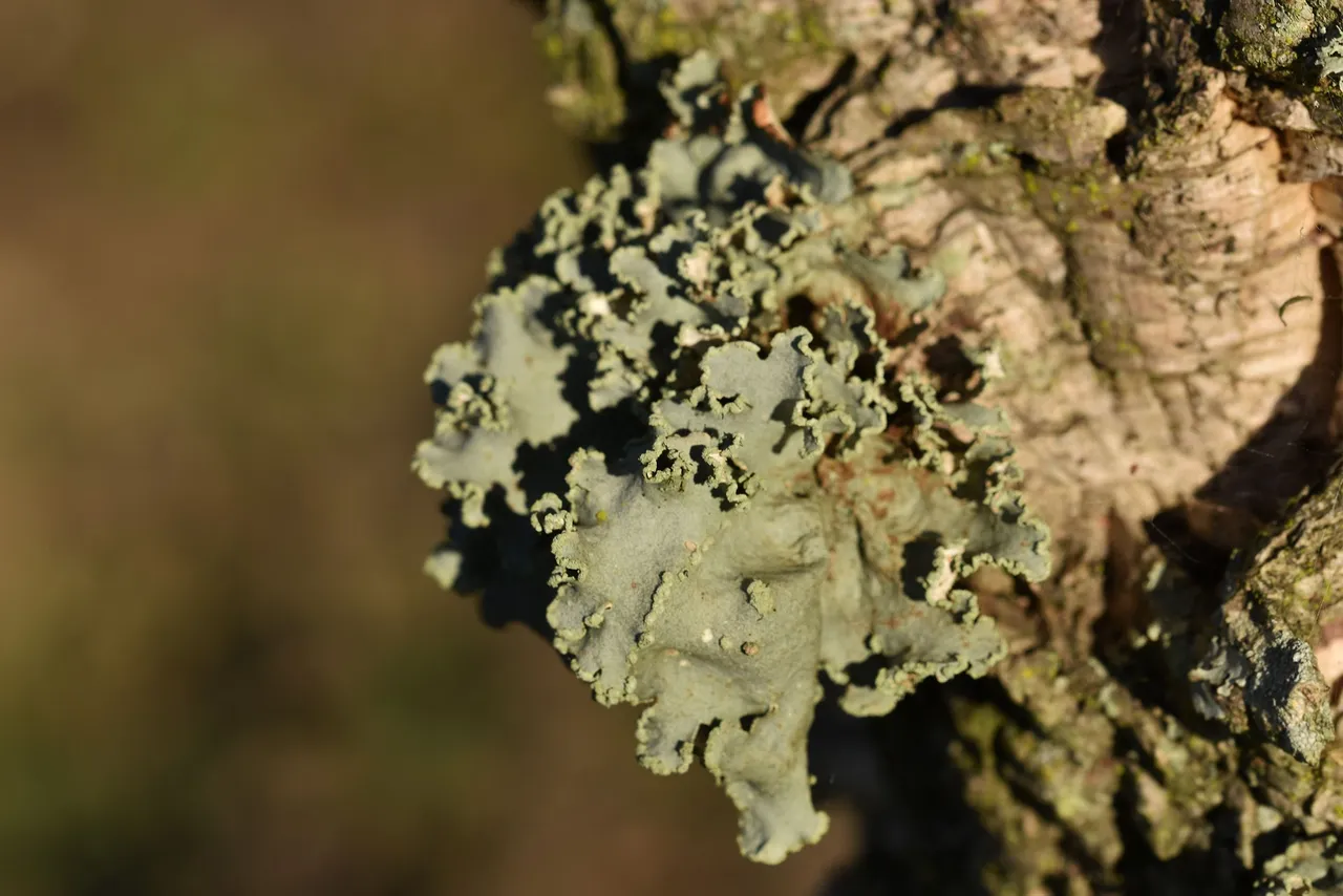 lichen cork 12.jpg