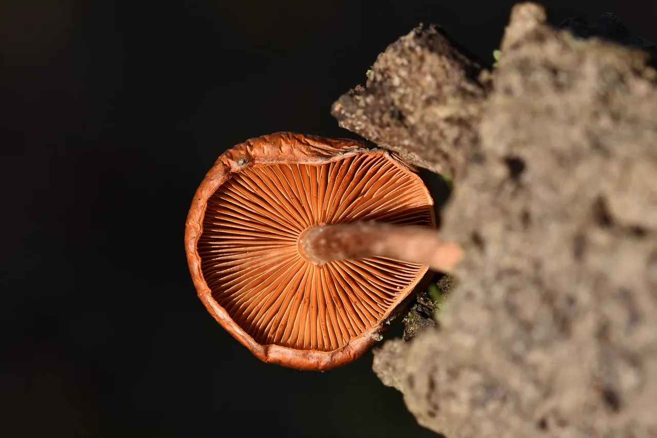 Orange mushroom cork tree 3.jpg