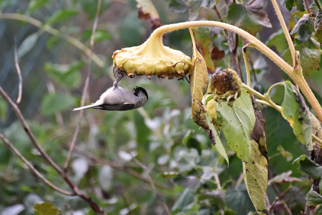 Marsh Tit pl 1.jpg