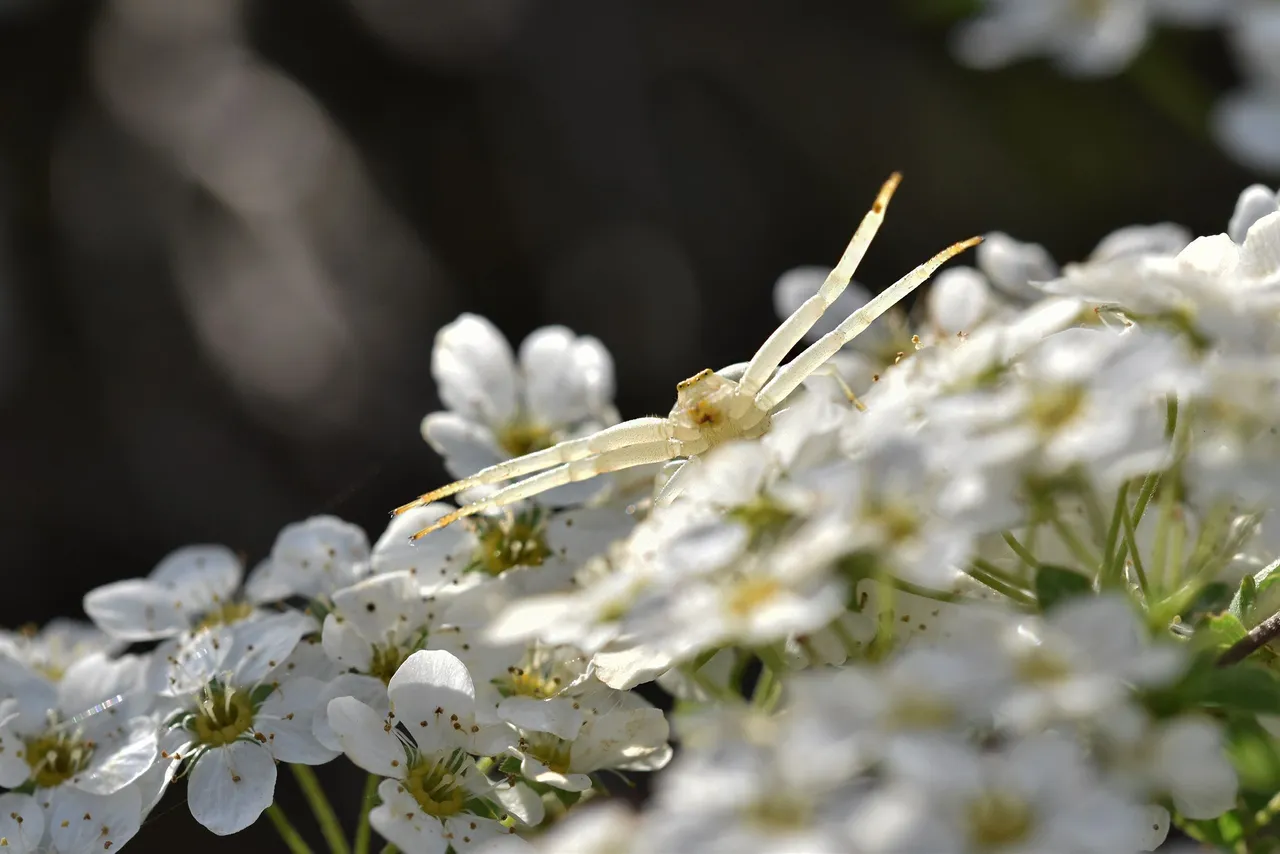 Misumena vatia crab spider flower 6.jpg