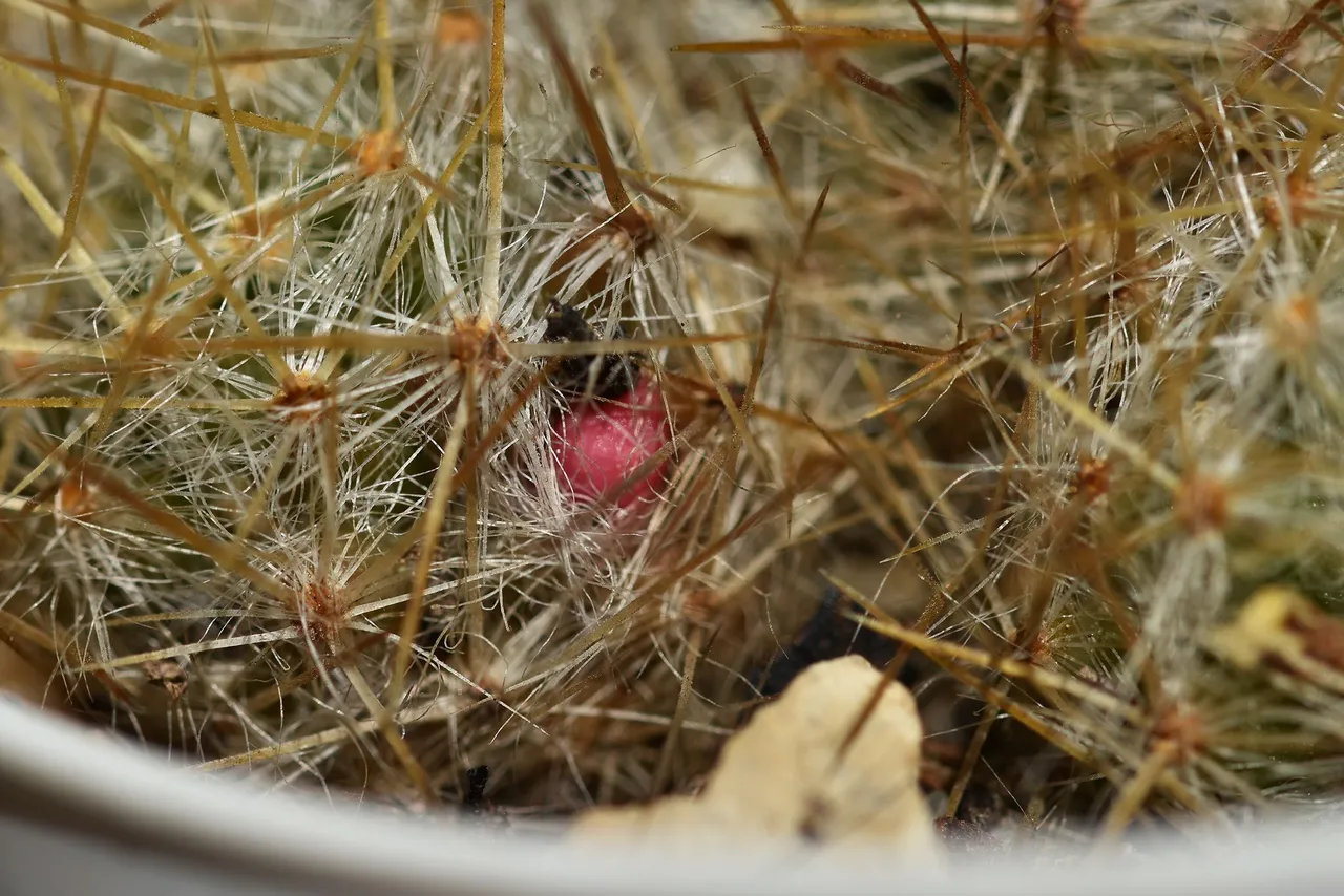 Mammillaria prolifera 2022 7.jpg