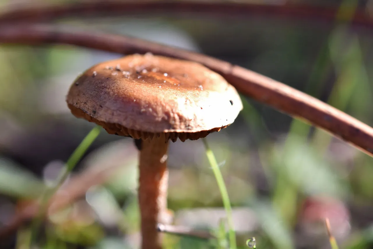 small mushrooms park 5.jpg