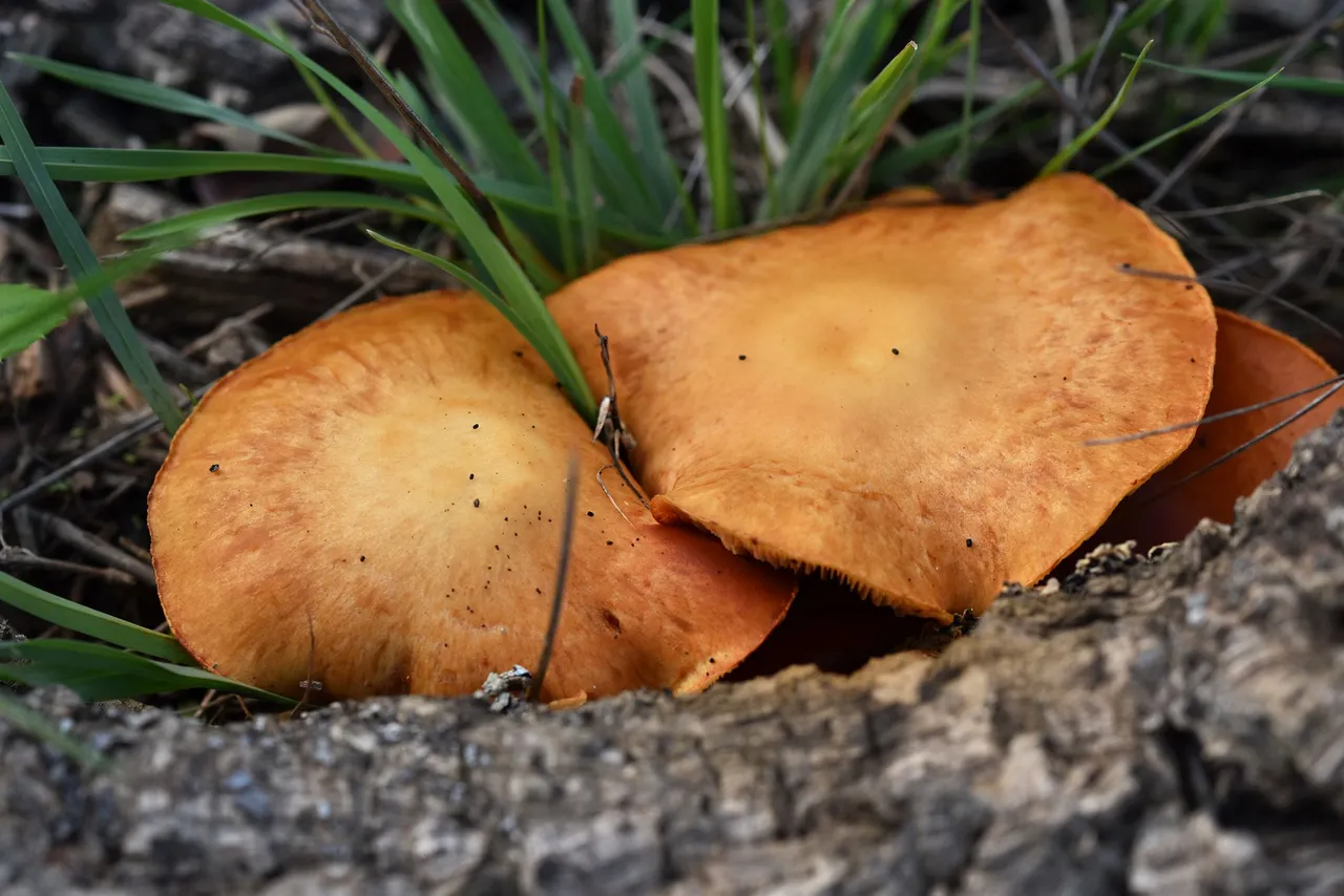 Gymnopilus suberis orange mushrooms pt  10.jpg