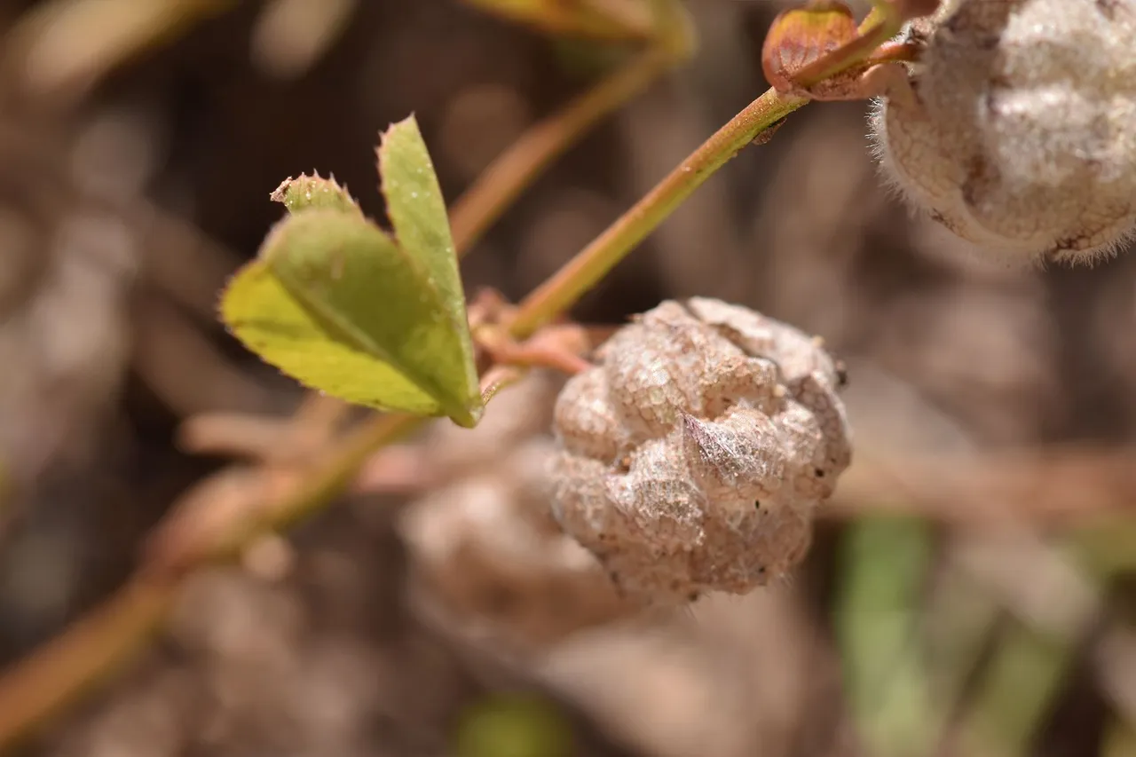 Trifolium tomentosum clover 8.jpg