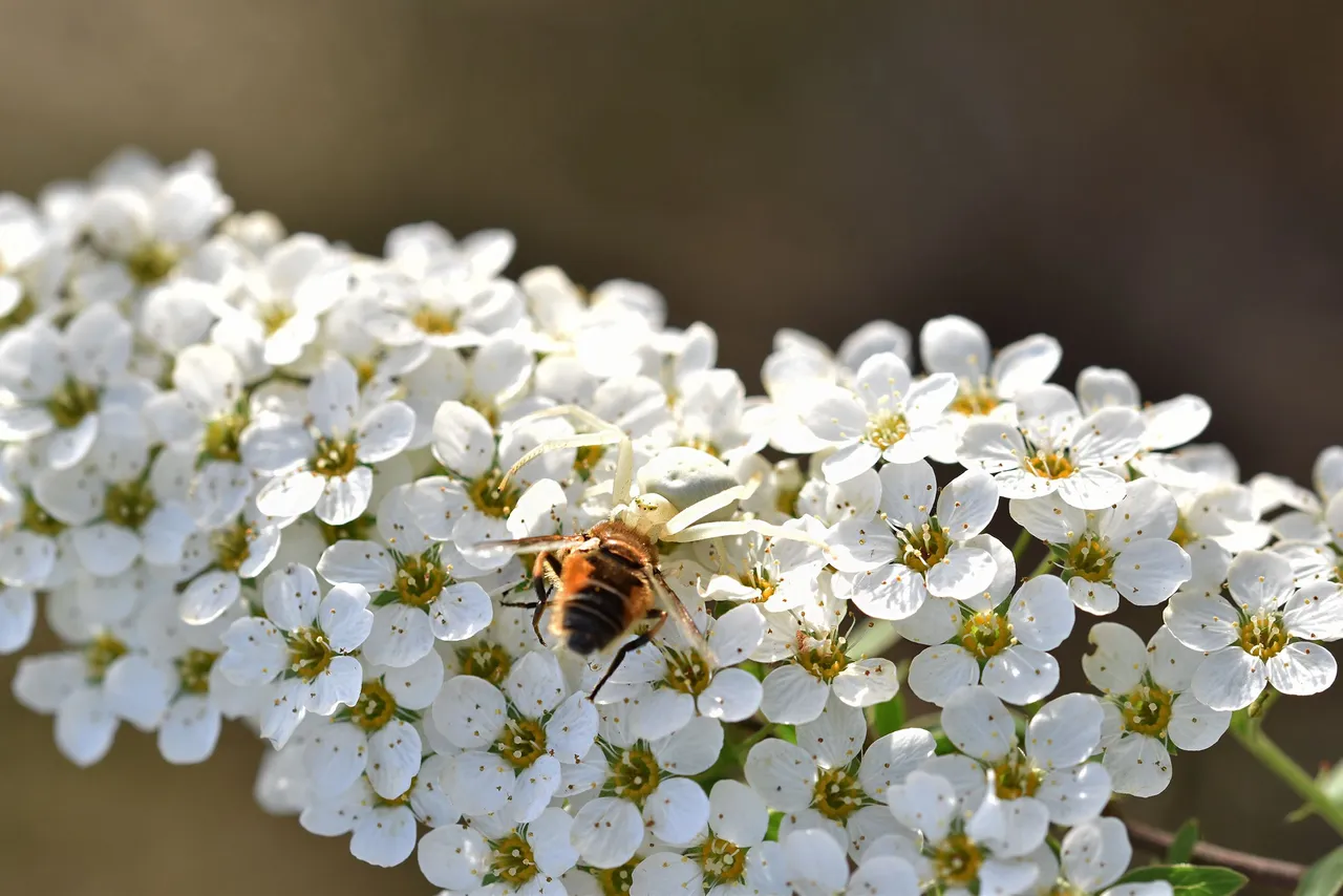 crab spider bee pl 10.jpg