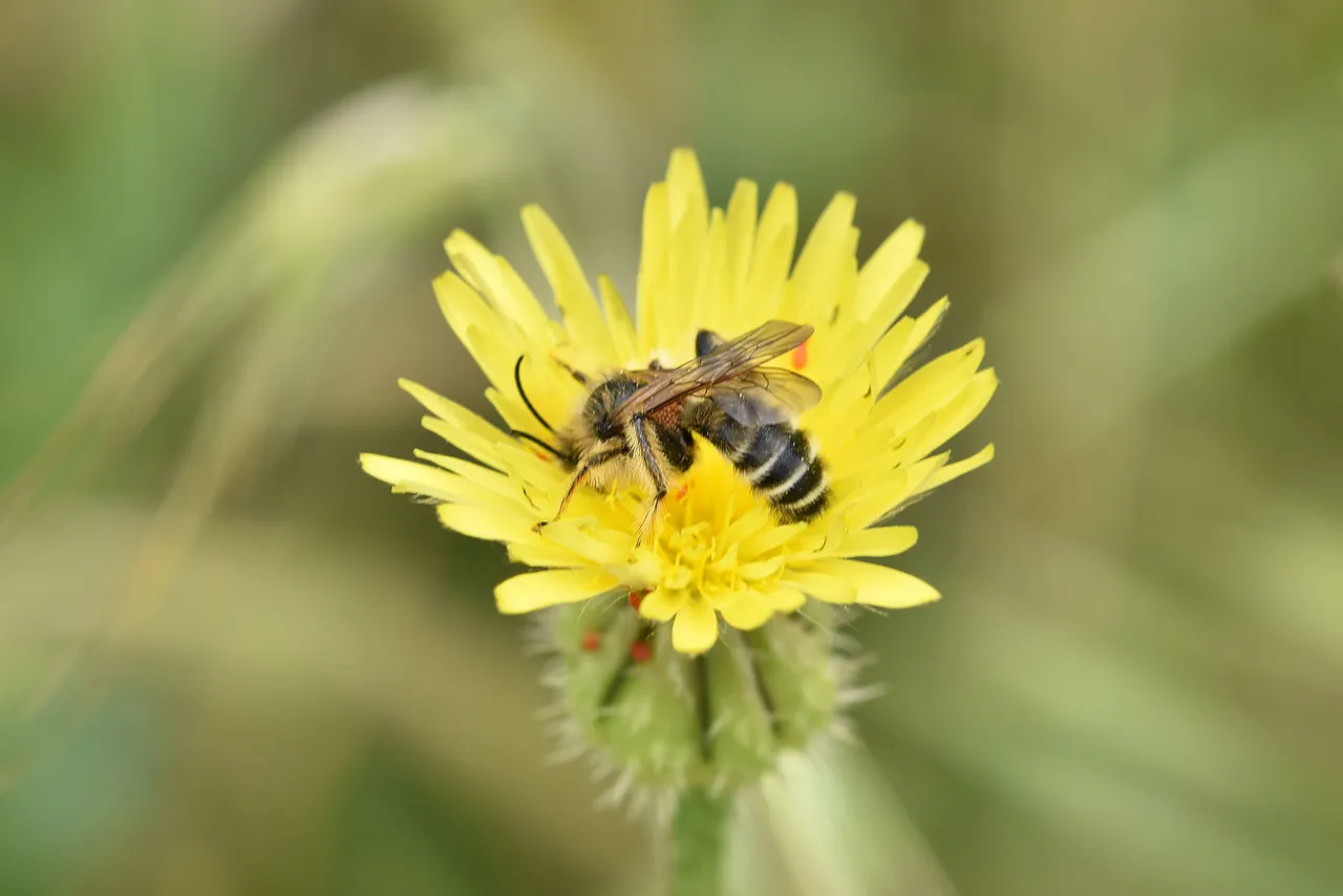 bee yellow wildflower 2.jpg