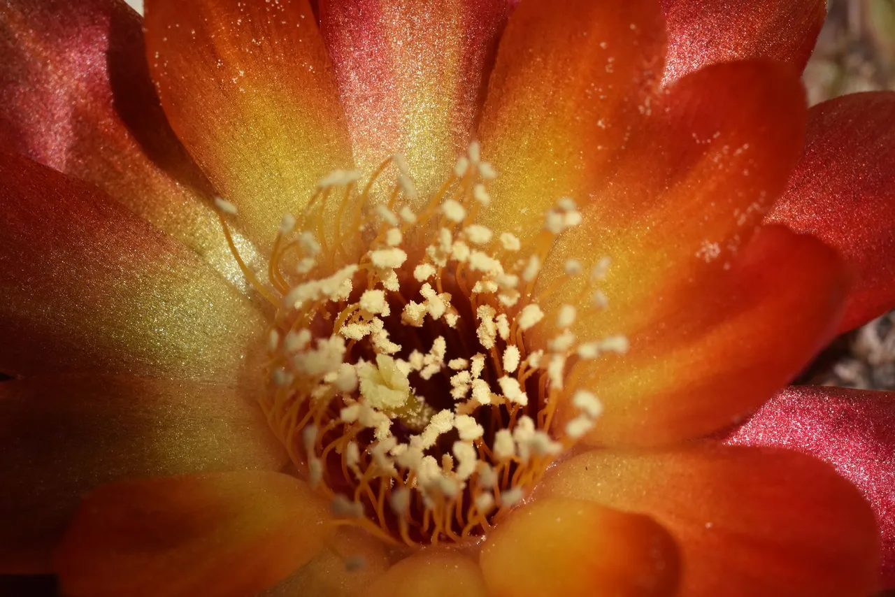 Sulcorebutia Canigueralii 2021 10.jpg