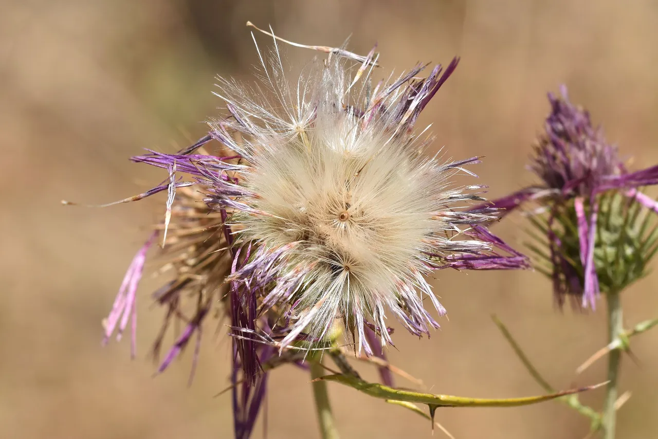 thistle fluffy seeds 1.jpg