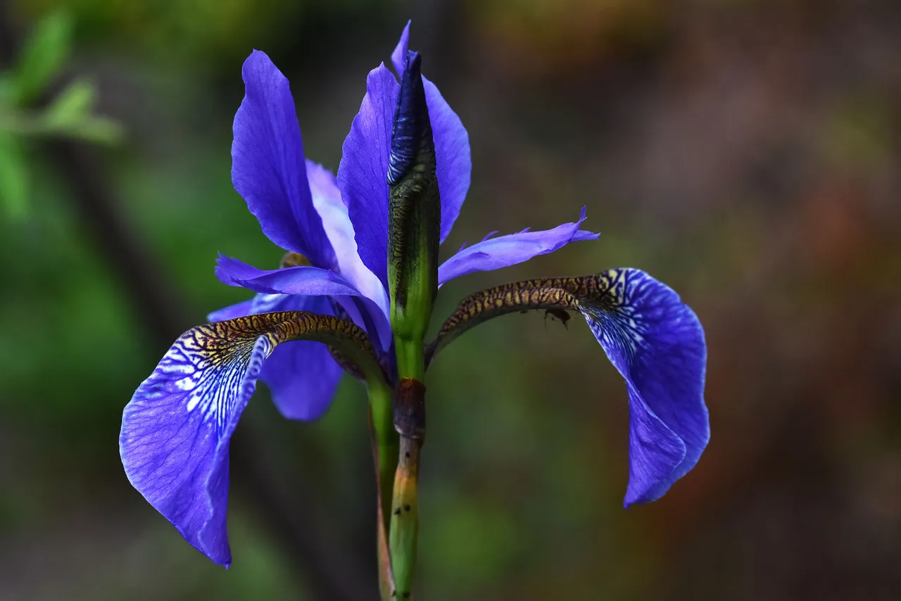 iris blue flower 1.jpg