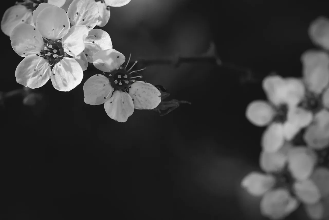 Tawuła Garland spiraea bw 5.jpg