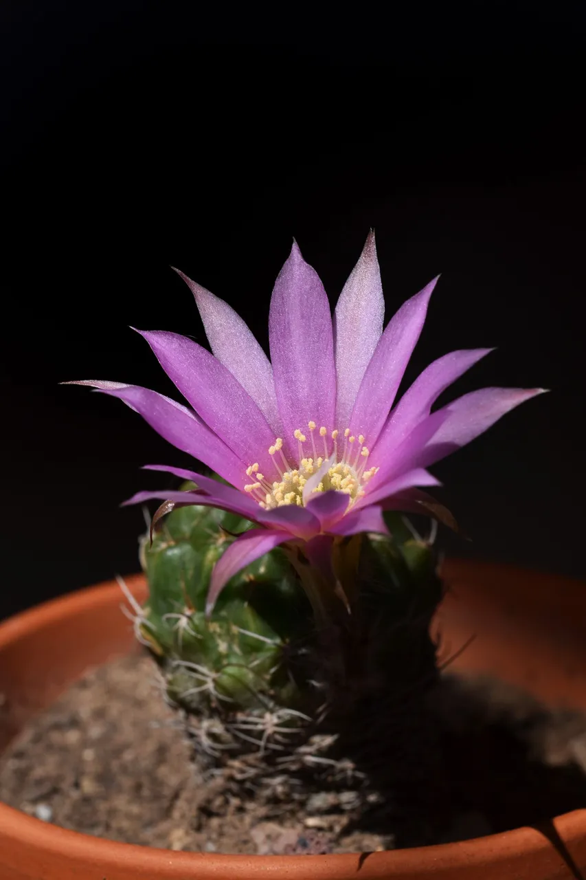Lobivia Wrightiana flower 2021 3.jpg