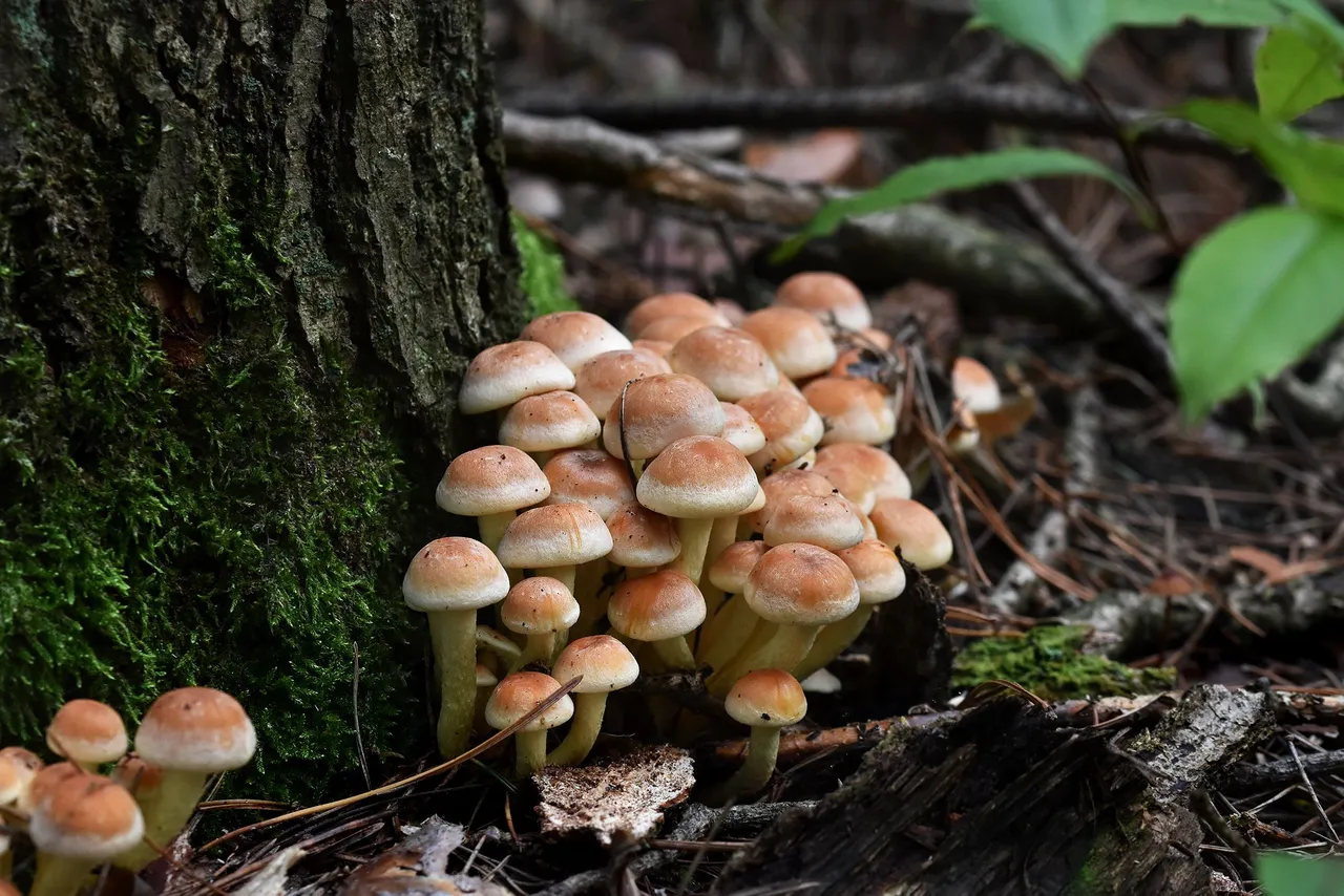 Sulphur Tuft small mushrooms pl 1.jpg