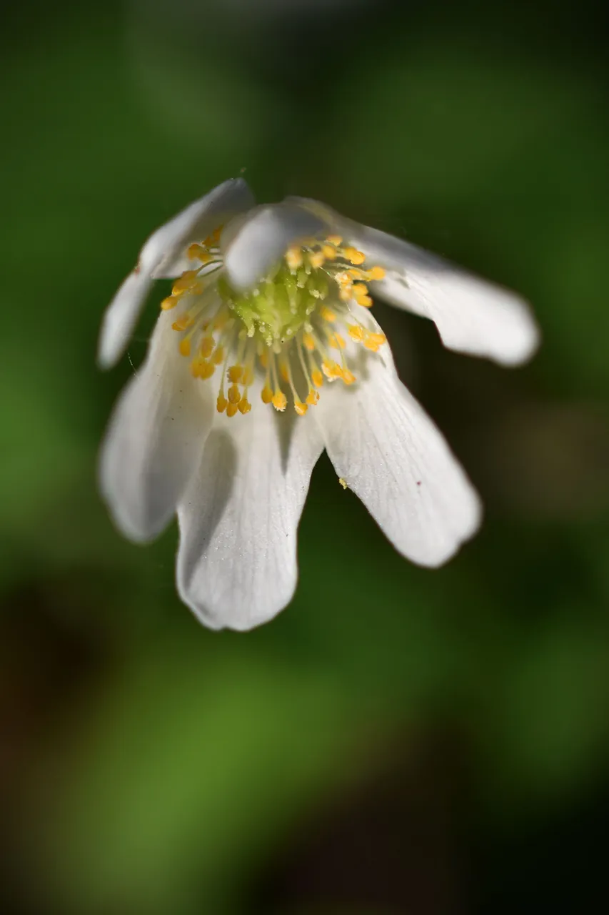 wood anemone pl 10.jpg