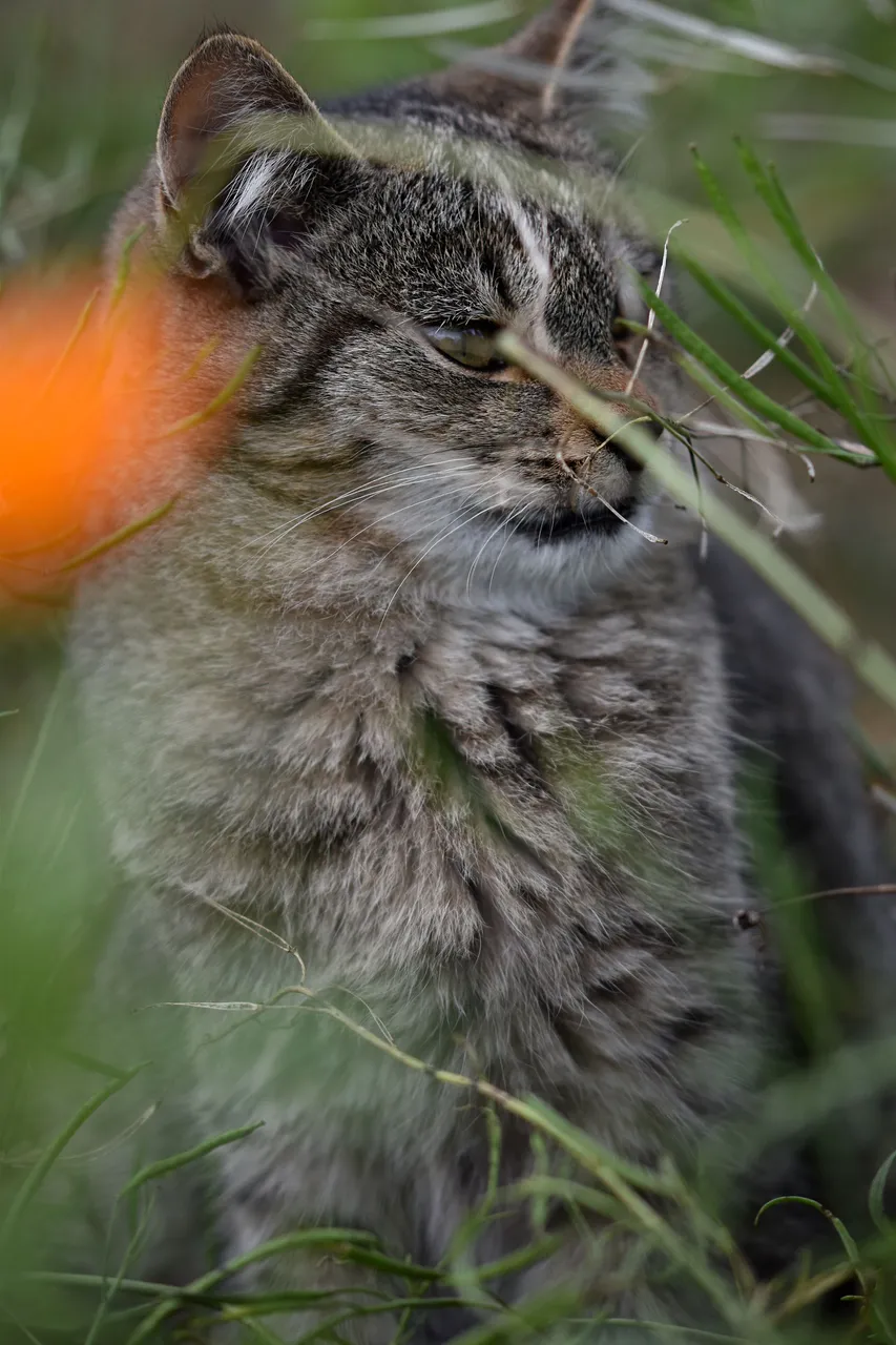 Tabby garden 14.jpg