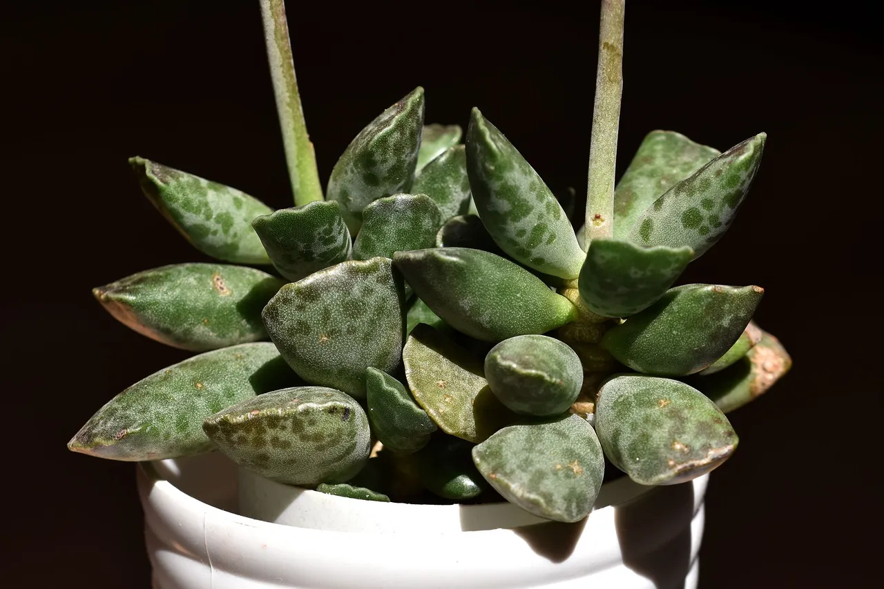 Adromischus cooperi flower 2022 3.jpg