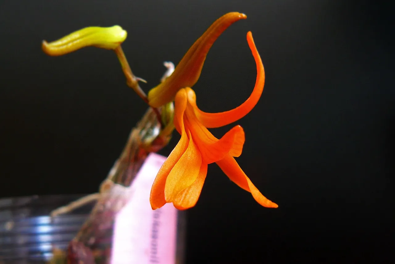 dendrobium dicksonii flower 4.jpg