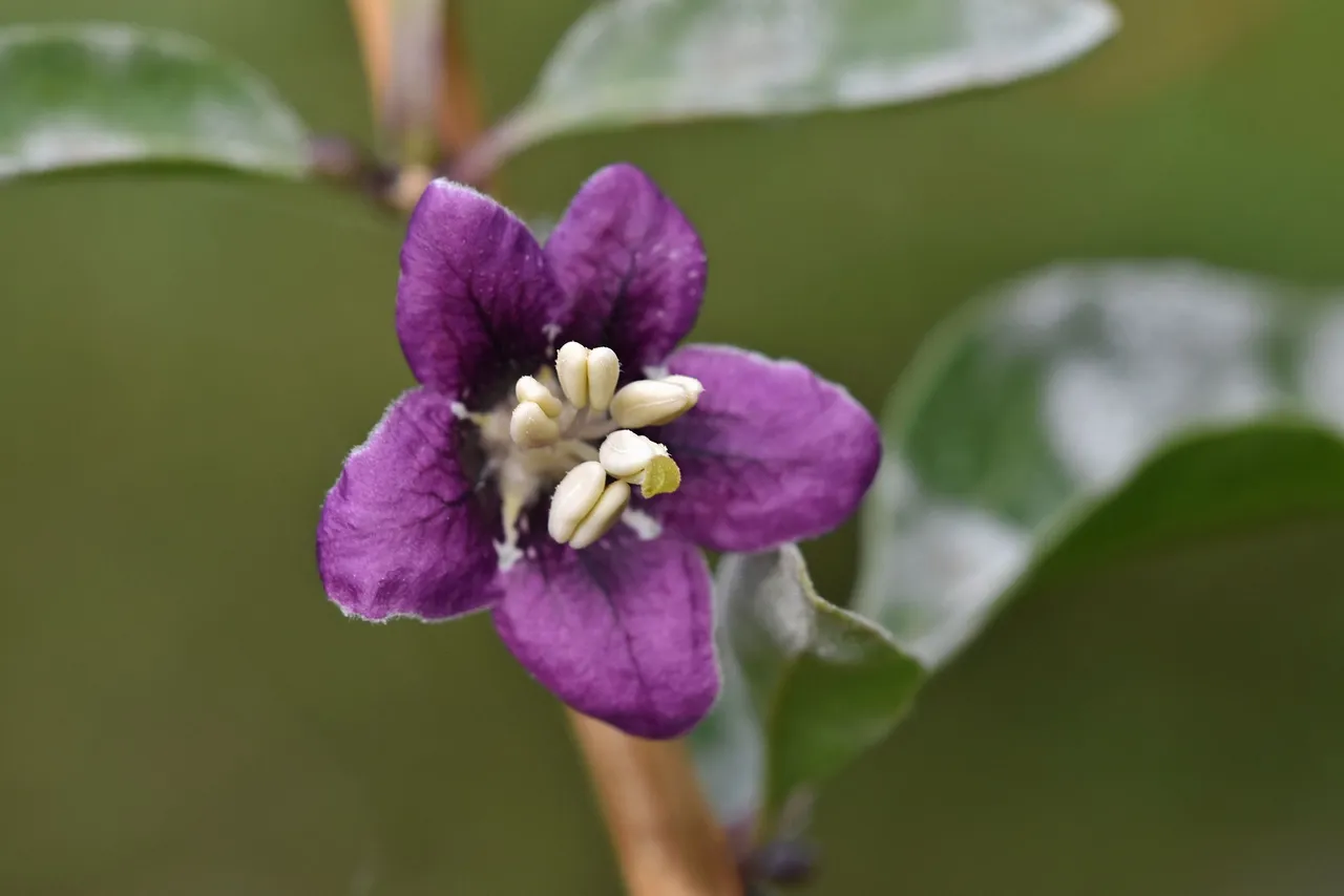 Goji berry pl 2.jpg
