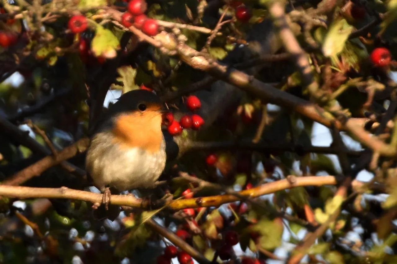 Robin Hawthorn tree pl 1.jpg