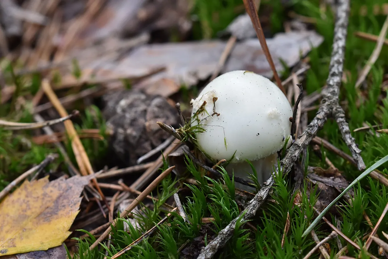 White amanita pl 1.jpg