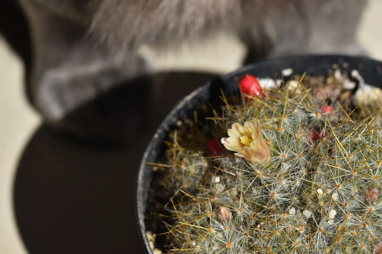 Mammillaria prolifera berries 3.jpg