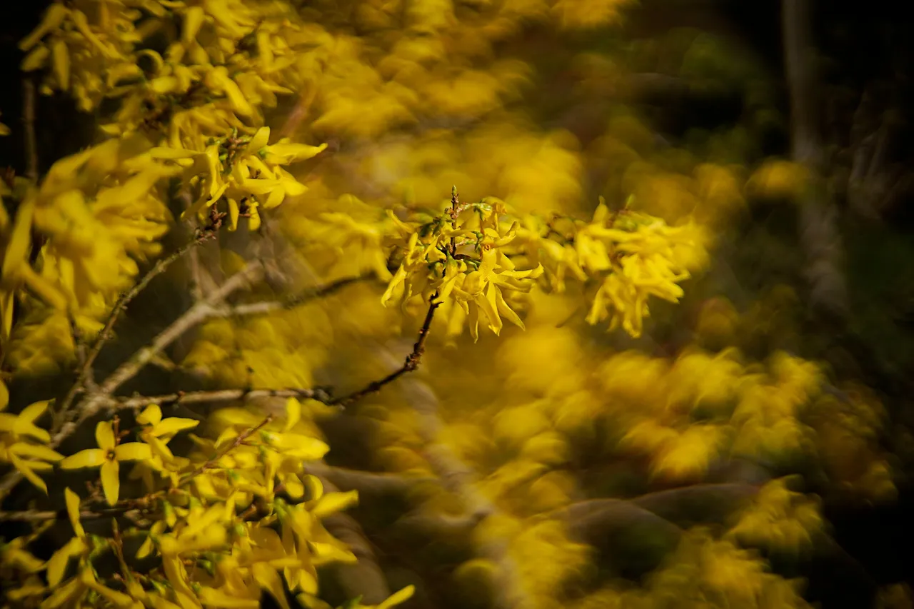 Forsycja biotar bokeh 13.jpg