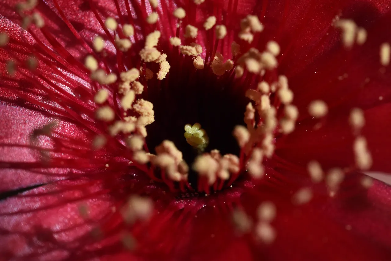 Lobivia arachnacantha adrijana 2021 13.jpg
