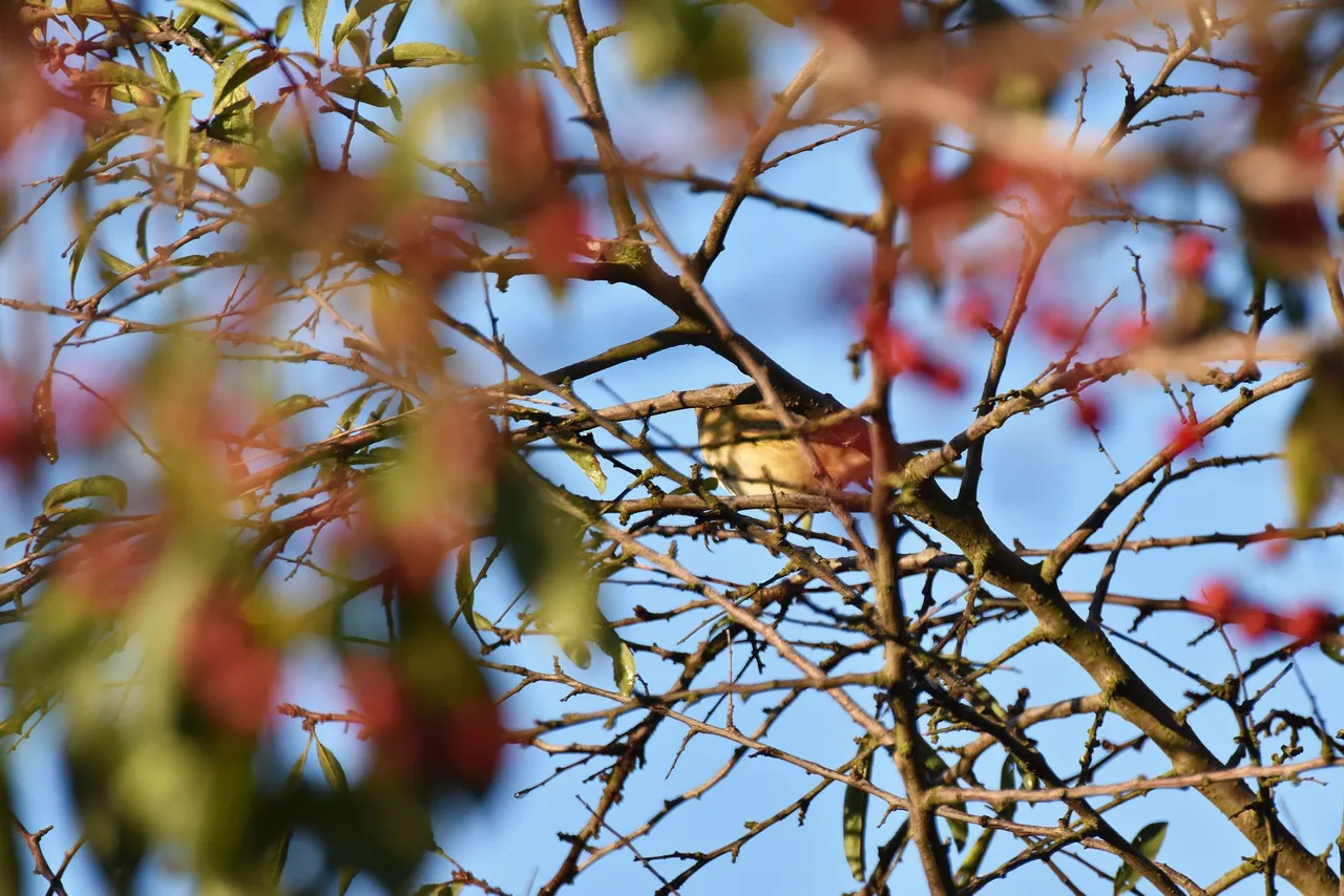 Common chiffchaff birds pl 6.jpg