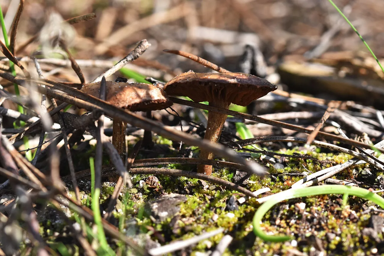 mushrooms feb 5.jpg