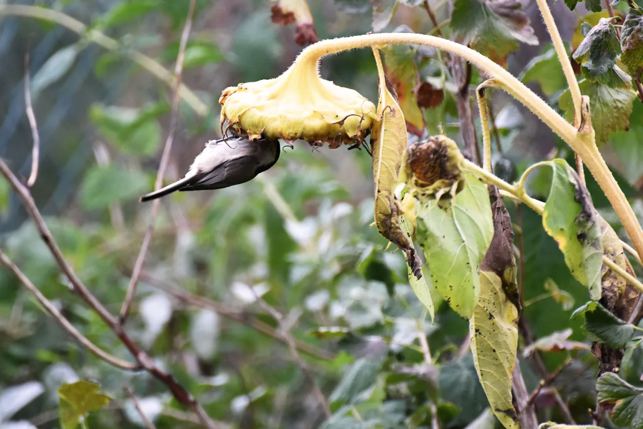 Marsh Tit pl 2.jpg
