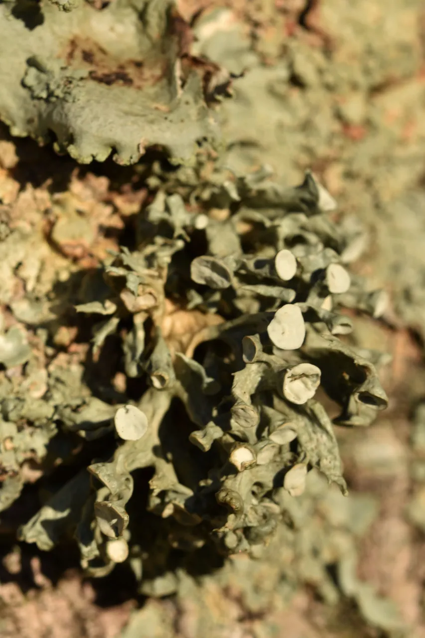 lichen cork 10.jpg