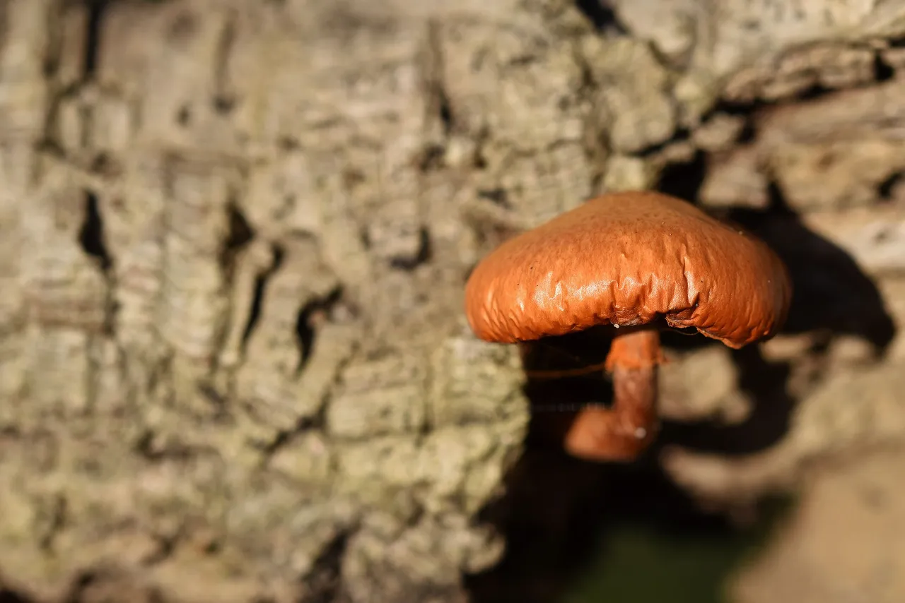 Orange mushroom cork tree 6.jpg